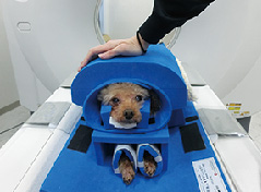 ペットのMRI検査とCT検査|動物検診センター キャミック | 動物検診 