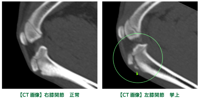 創業20周年 特別連載コラム〜第2回〜】関節のMRI | 動物検診センター